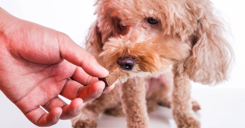 close up of pet owner offering heartworm chewable to dog
