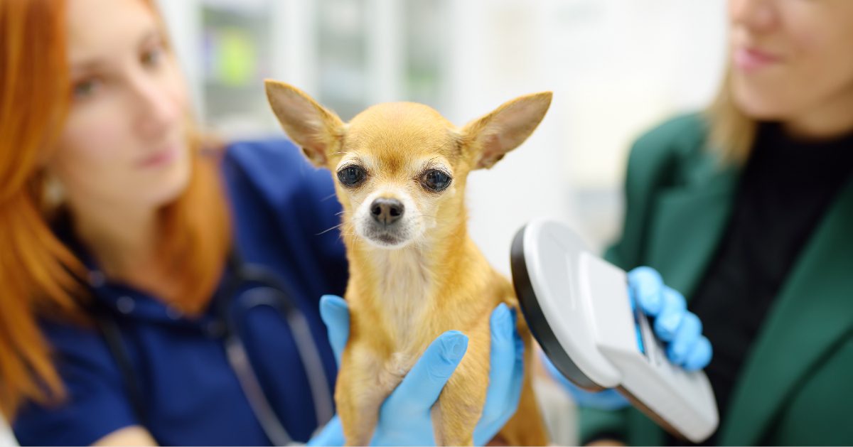 female veterinarian scanning small chihuahua dog for a microchip at the vet clinic