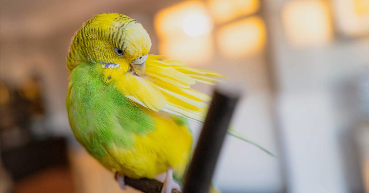 parakeet sitting on a perch indoors preening her feathers