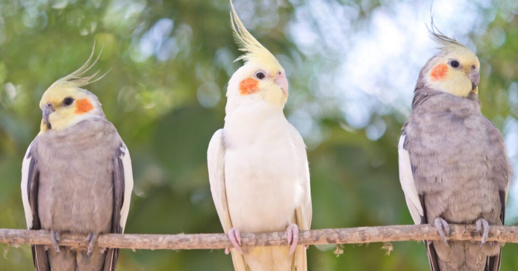 parakeet birds sitting on a perch outside
