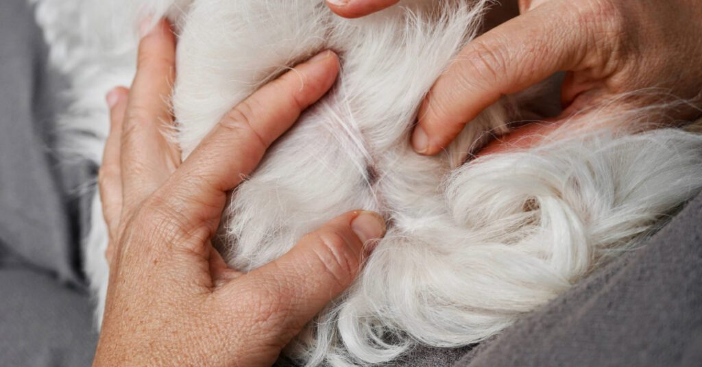 close up of pet owner checking white dog's coat for parasite issues