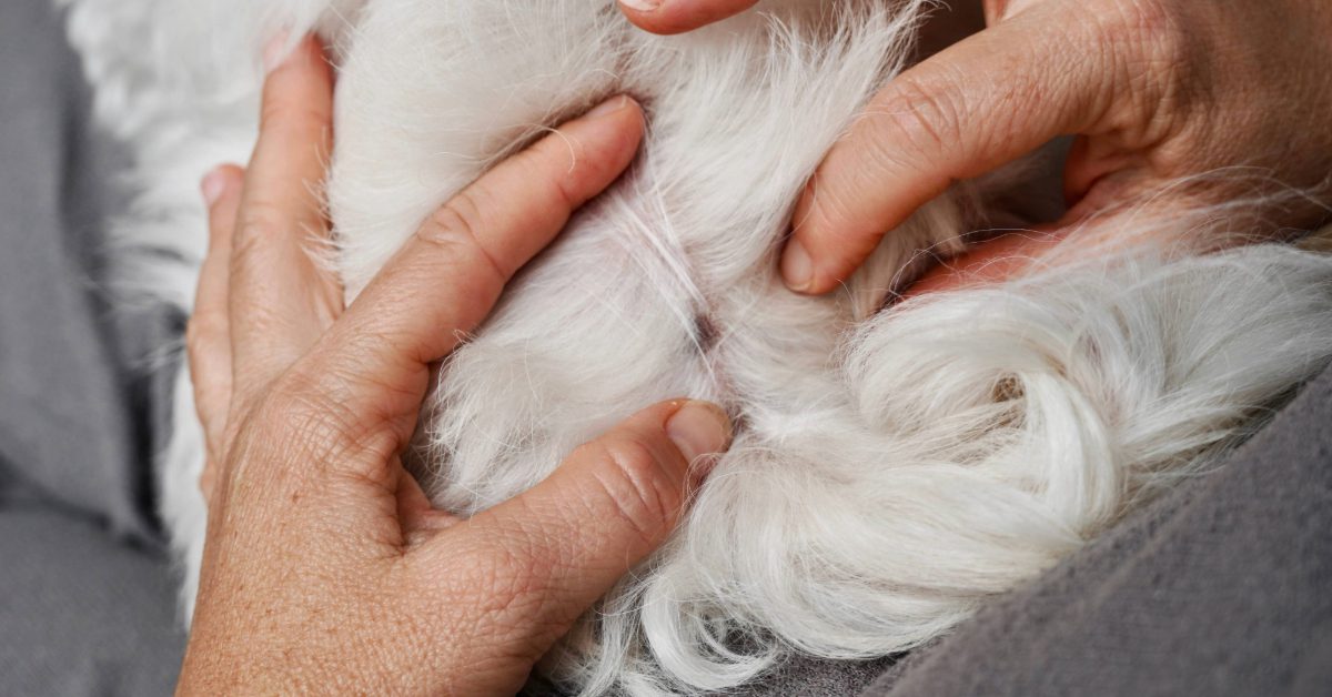 close up of pet owner checking white dog's coat for parasite issues
