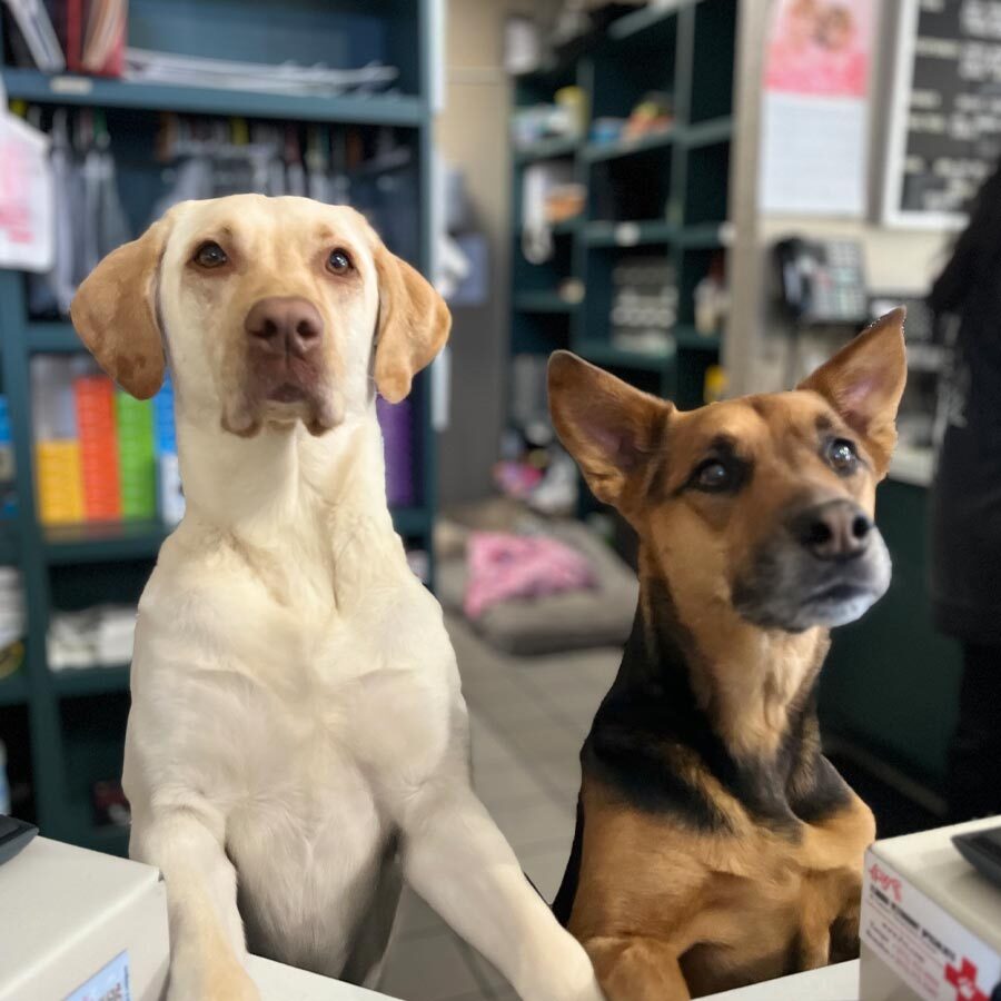 Dogs Standing At Front Desk