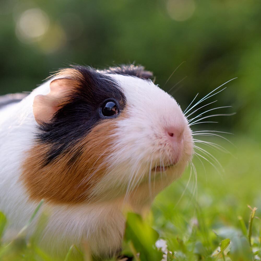 Guinea Pig Outside