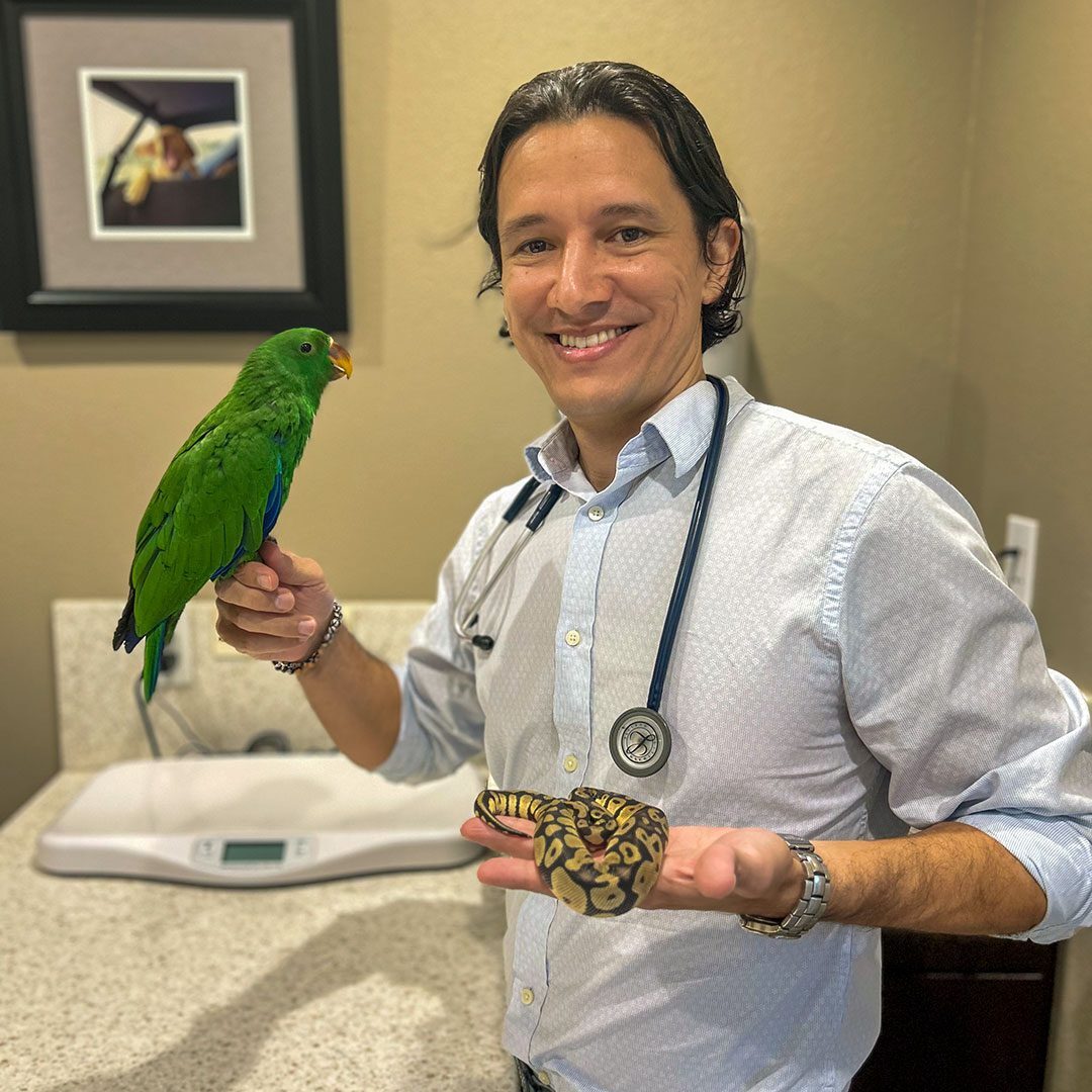 veterinarian holding snake and bird